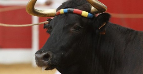 Aus Angst vor dem Schlachter rennt sie davon und kommt beinahe ums Leben