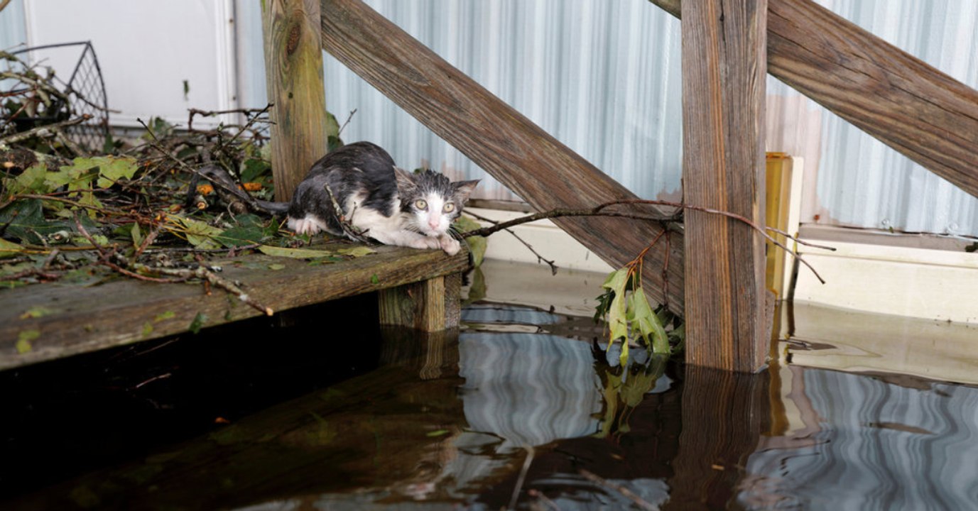 Hurrikan in den USA: Das Schicksal eines Kätzchens rührt die Welt zu Tränen