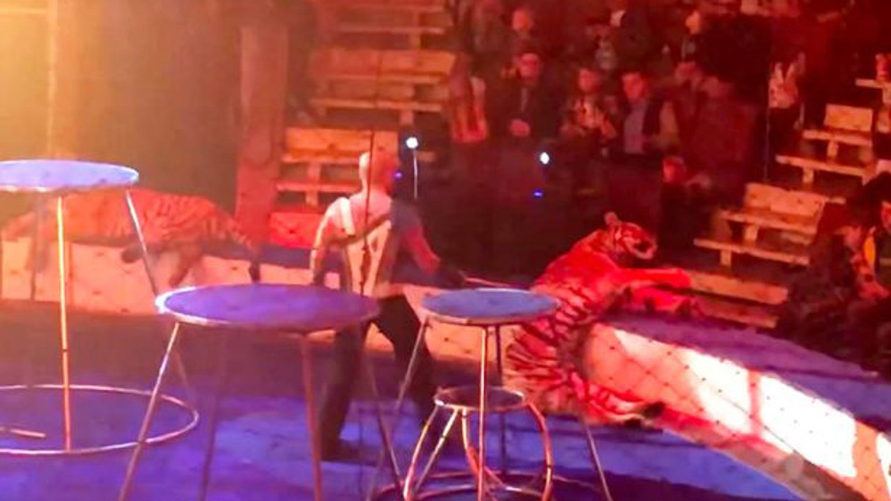 Drama in russischem Zirkus: Tiger bricht zusammen und der Dompteur geht auf ihn los