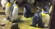 Aus Eifersucht: Schwule Pinguine klauen im Zoo ein Baby