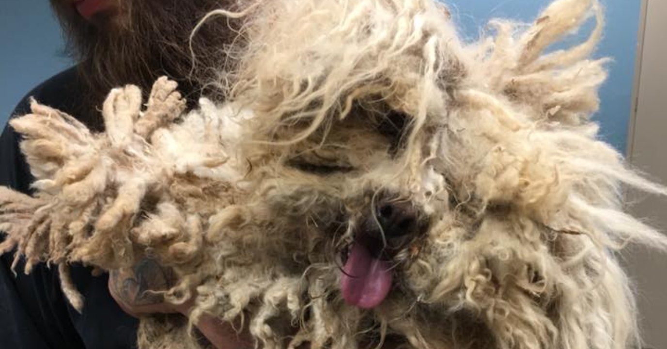 Erst als ihm Tierschützer 1 Kilo Fell abrasieren kommt die traurige Wahrheit ans Licht
