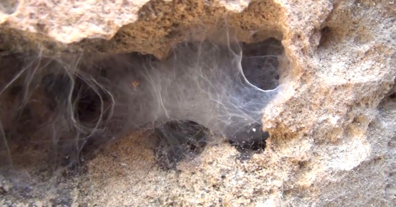 Riesen-Spinnenart aus Russland kommt in unsere Breiten