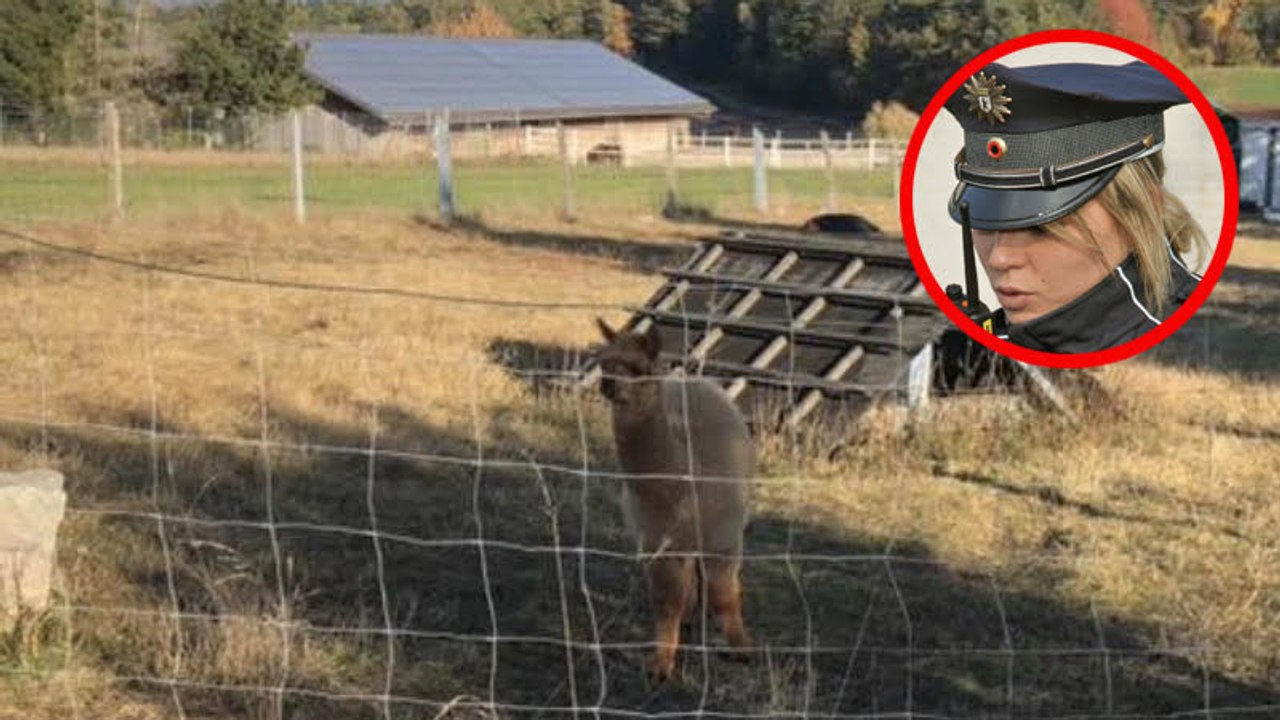 Bayern: Große Wut nach Drama in Tiergehege