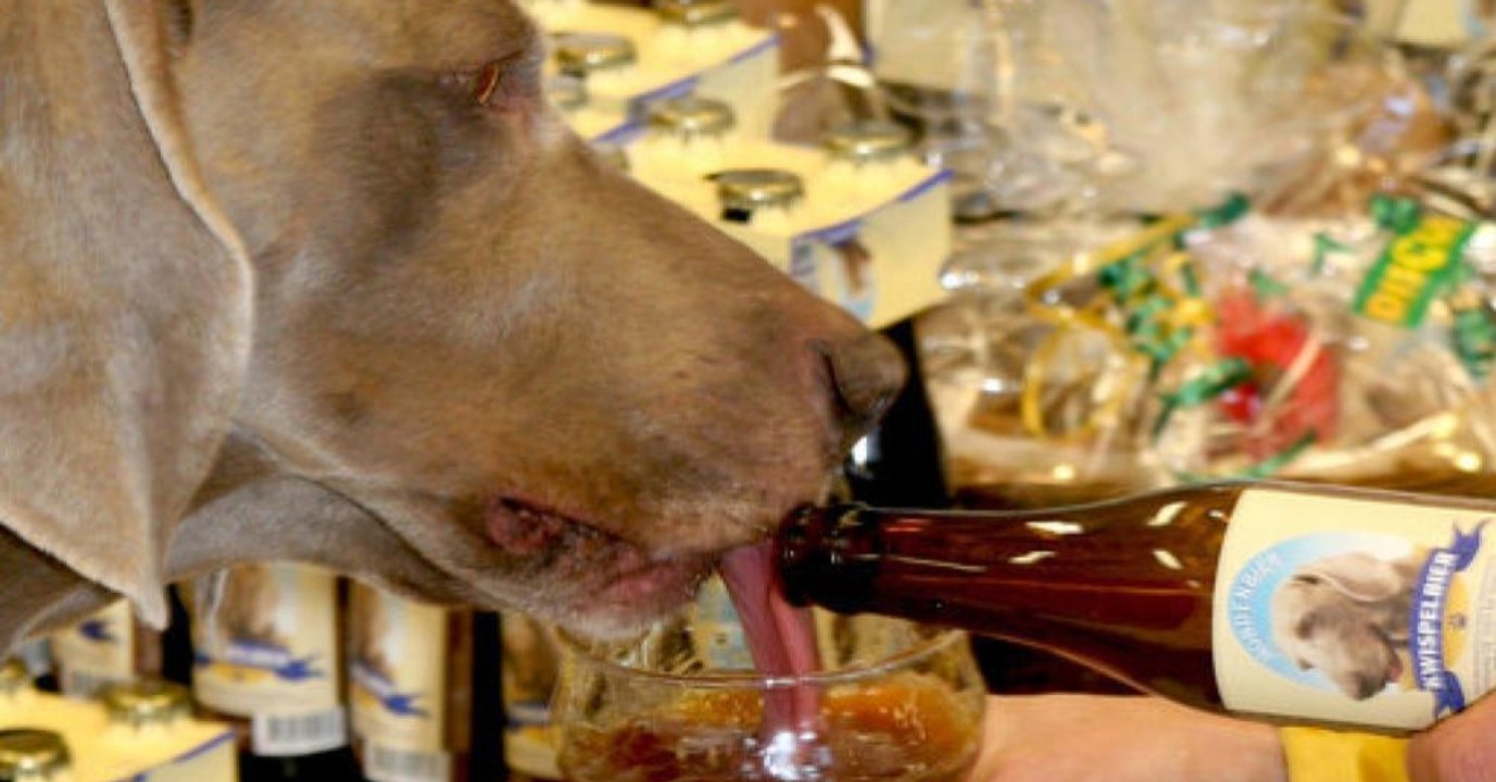 Er gibt seinem Hund ein Bier zu trinken