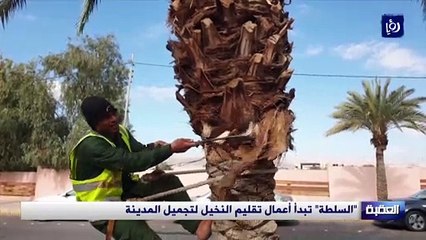 سلطة العقبة تبدأ أعمال تقليم النخيل لتجميل المدينة