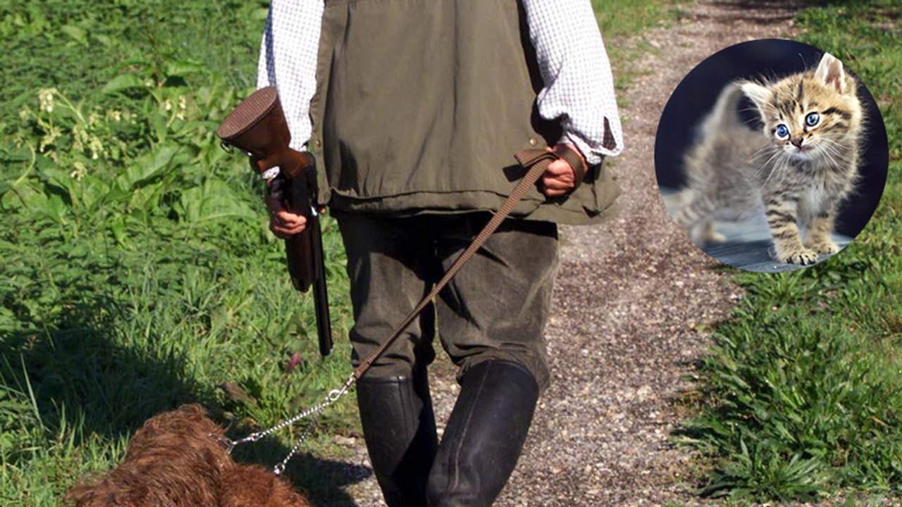 Bürgermeister macht Jagd auf Katzen legal