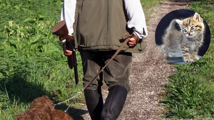 Bürgermeister macht Jagd auf Katzen legal