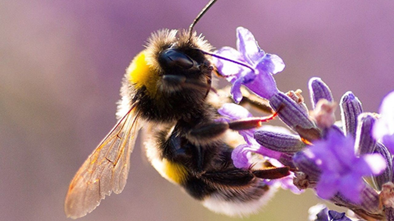 Die Hummel - lebenswichtig für unsere Natur und vom Aussterben bedroht