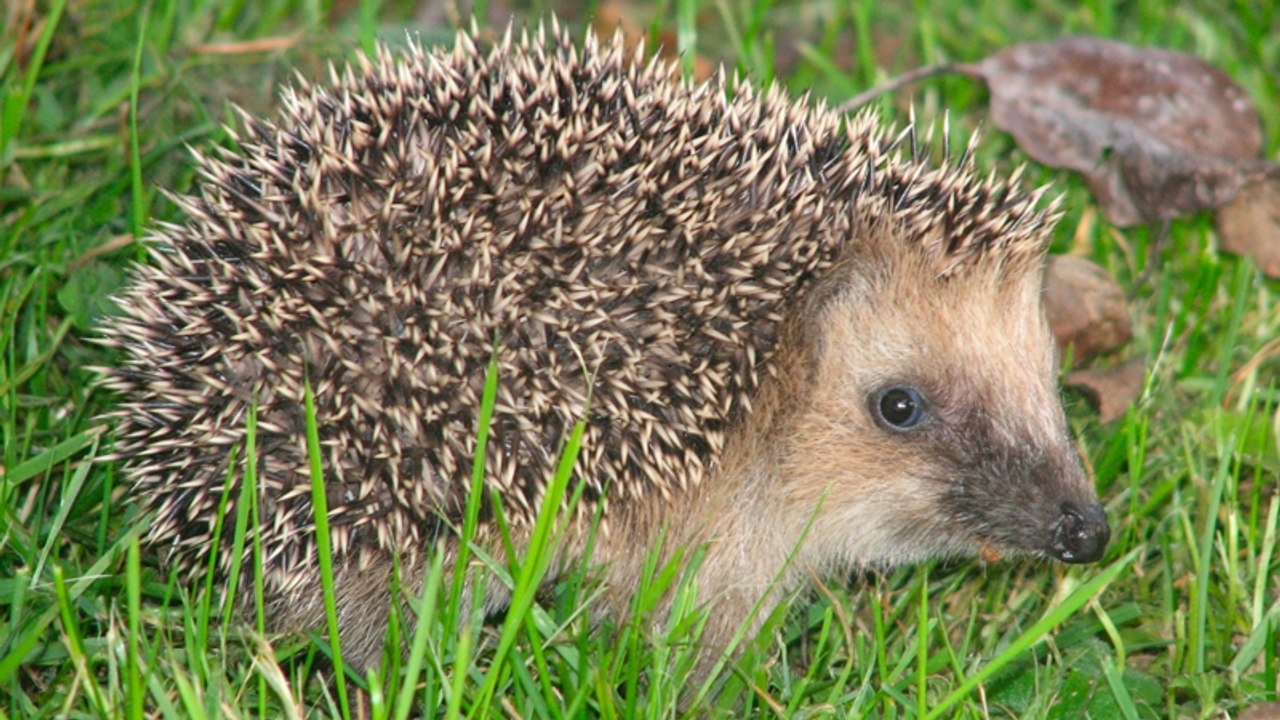 Sie kicken ihn wie einen Fußball! Schüler quälen Igel beinahe zu Tode