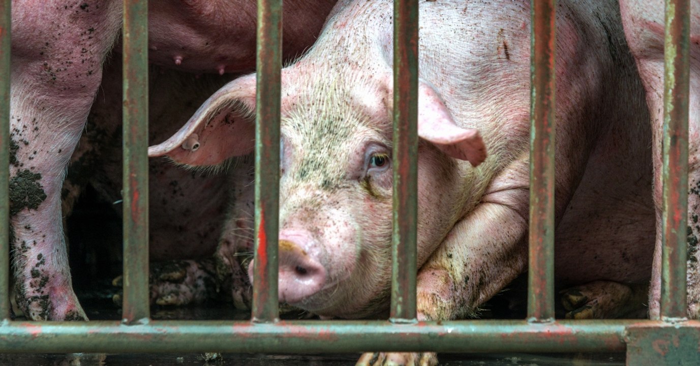 Deutschland: 900 Schweine sterben über Nacht - der Grund ist grausam