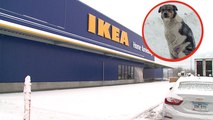 Ikea hat ein Herz für Tiere und begeistert seine Kunden