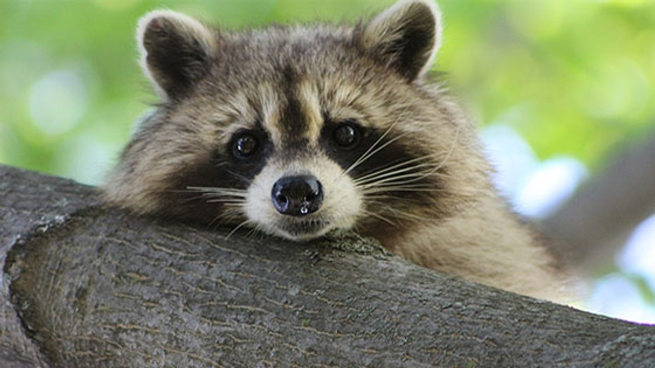 Waschbär Fred schleicht sich ins Zoo-Gehege. Jetzt muss der Zoo ihn behalten