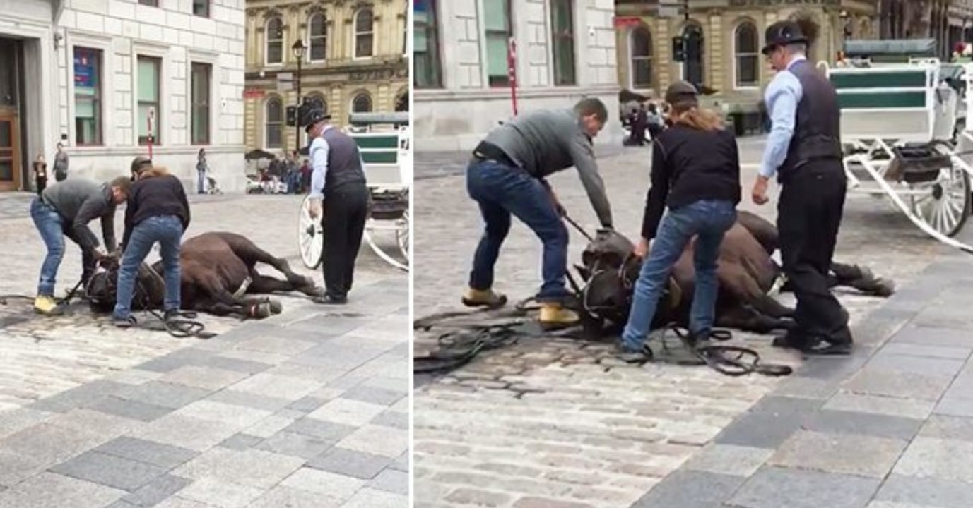 Kutschpferd kracht zusammen - besitzer behauptet, es sei nur eingeschlafen