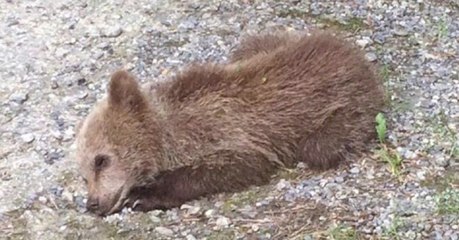 Ausgewildertes Bärenbaby: Die Wildnis war zu viel für Mellous