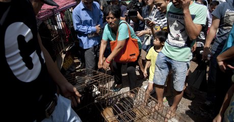 Hundefleischfestival: Die Tat einer Lehrerin ist unglaublich