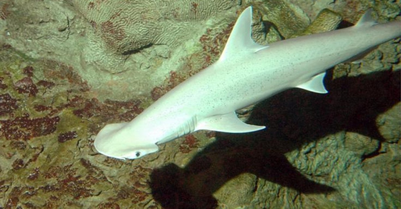 Forscher stehen vor einem Rätsel: Mutanten-Hai entdeckt