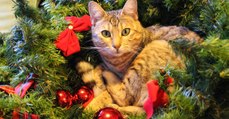 Alle Jahre wieder...zerstört meine Katze den Weihnachtsbaum. Experten verraten, warum