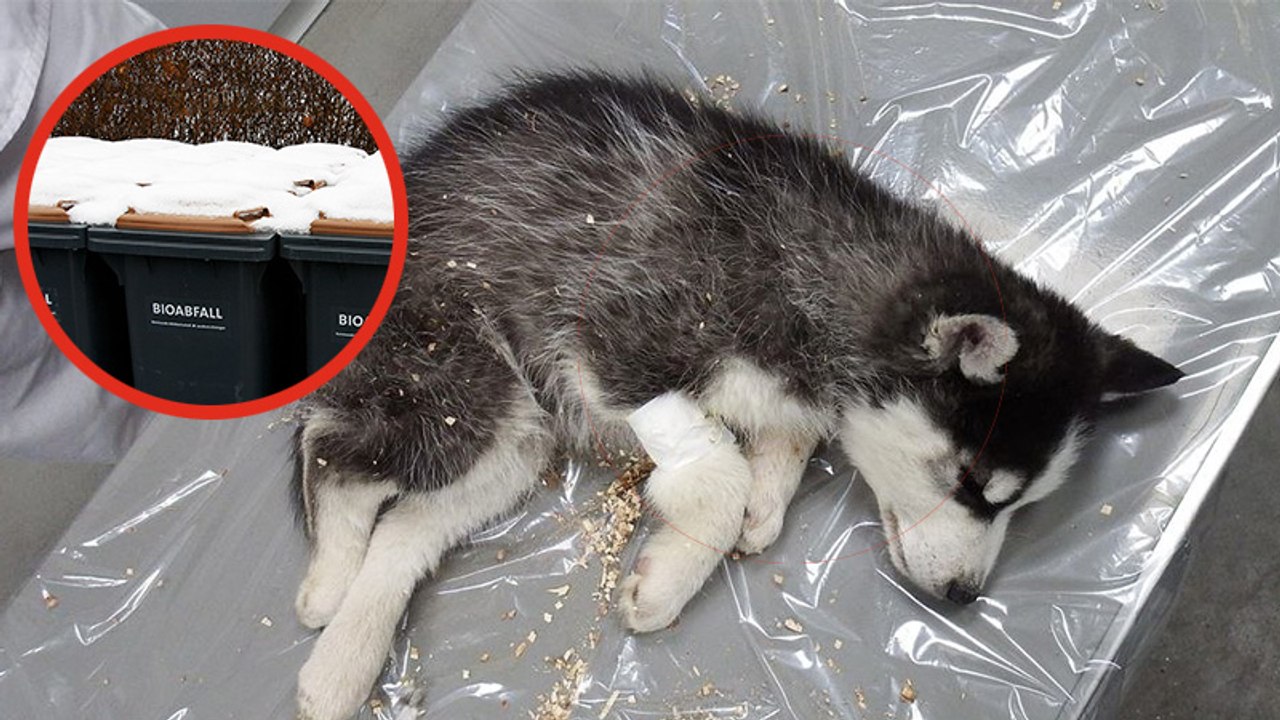 An Silvester: Husky-Welpe einfach in den Müll geschmissen!
