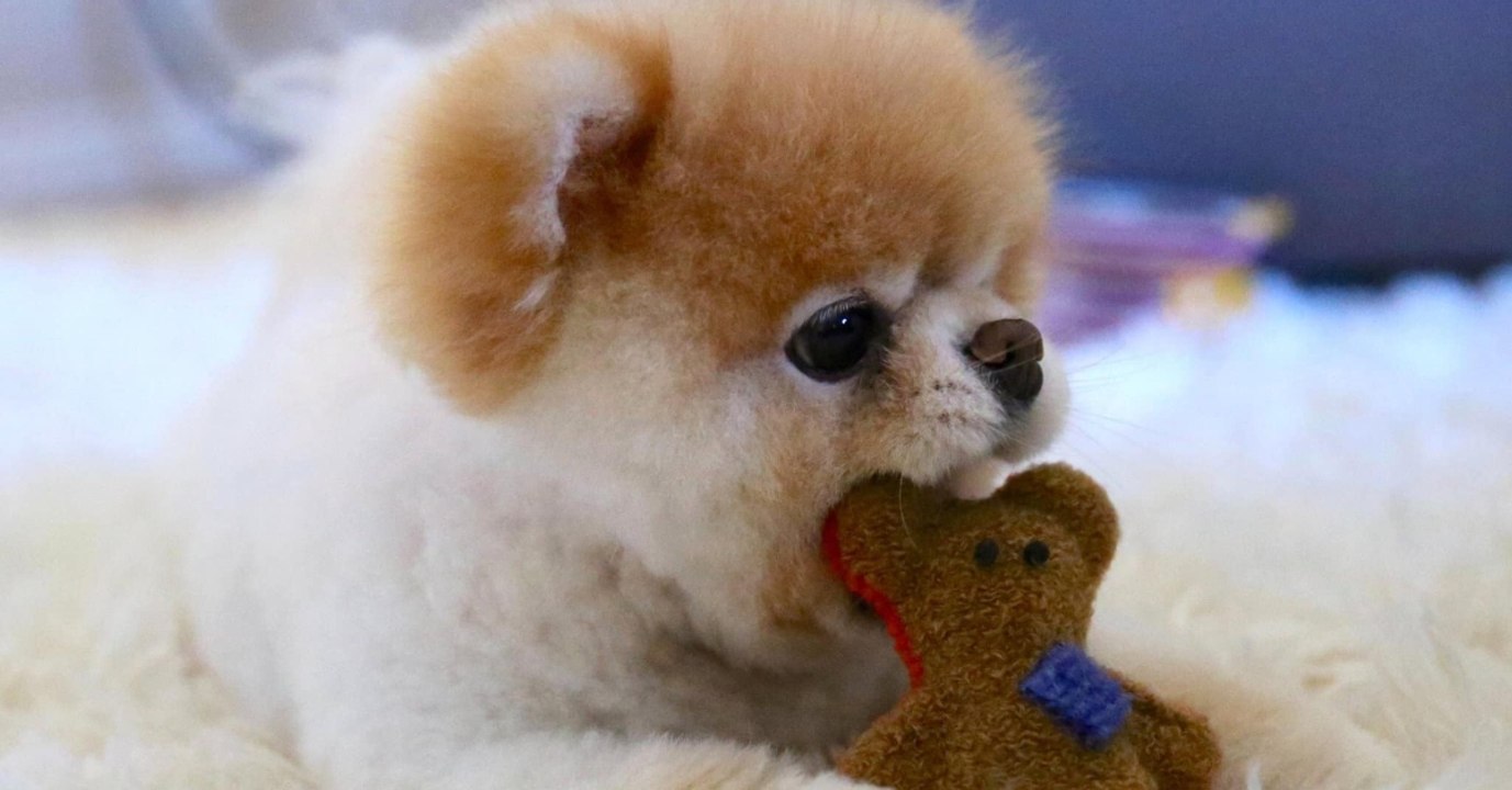 Süßester Hund der Welt: Woran er starb, schockt das Internet