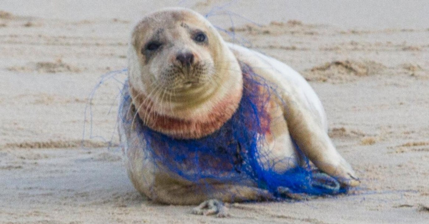 Kampf vor der Kamera: Für das Robbenmädchen kommt jede Hilfe zu spät