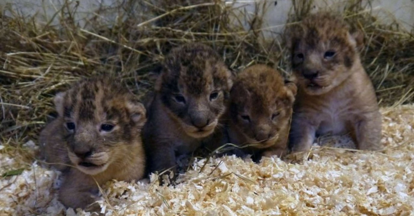 Löwenbabys sind "Überschusstiere": Zoo schockt mit grausamen Machenschaften