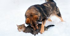 Als er die bewegungslose Katze im Schnee sieht, tut er alles, um sie zu retten