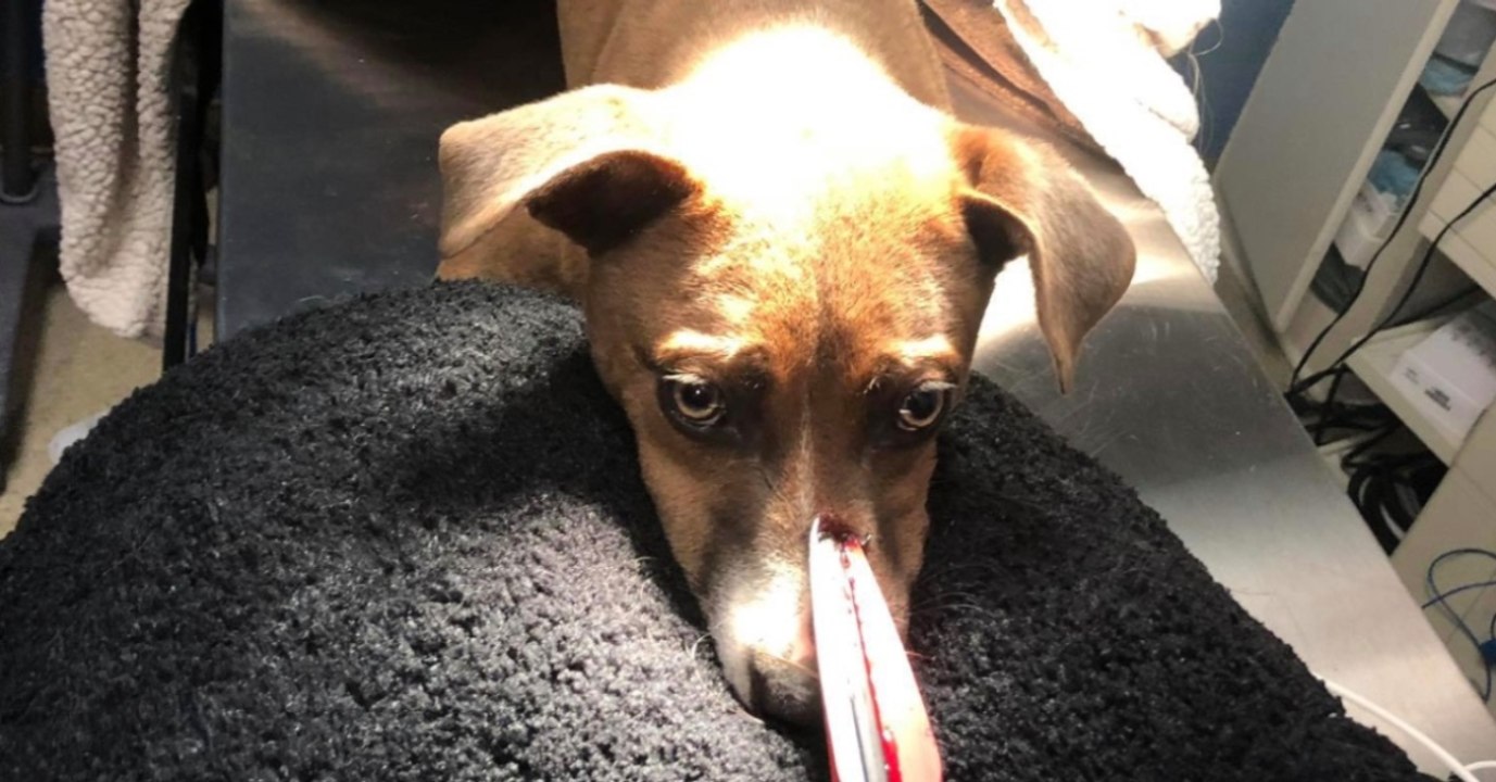 Hundemädchen Loca komplett verstört: 'Wer hat mir das angetan?'