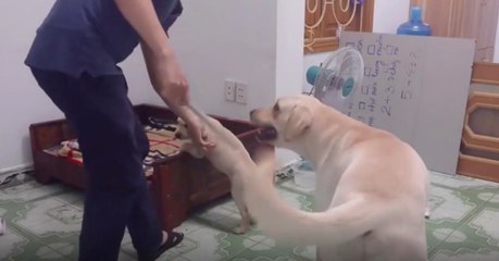 Sein Welpe wird geschlagen - das kann dieser Hundevater nicht mitansehen