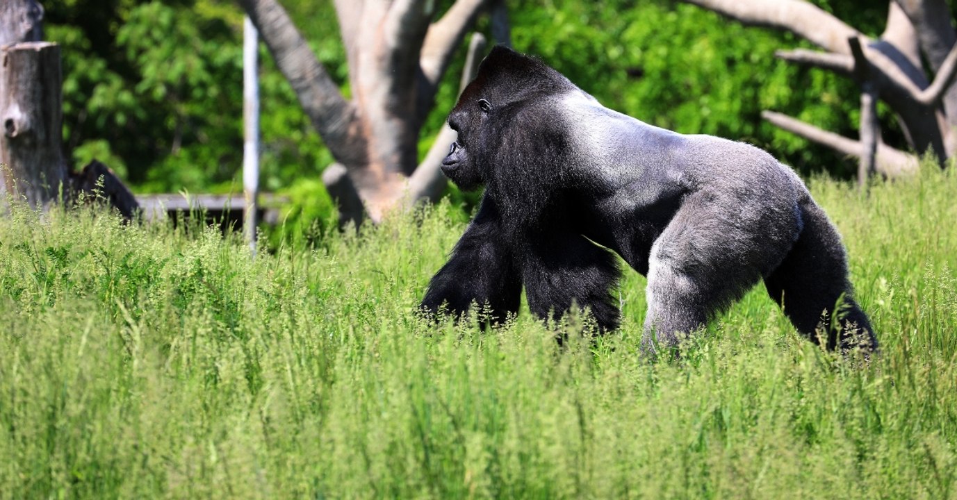 Er bietet Zoo 10.000 Dollar: Berühmter Boxer will gegen Gorilla kämpfen