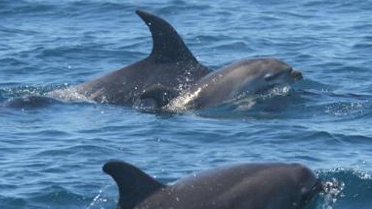 Aus Verzweiflung: Delfin-Mutter trägt tagelang ihr totes Baby herum (Video)