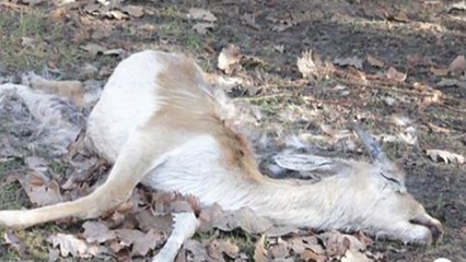 Jugendliche dringen in verlassenen Tierpark ein: Was sie dort finden, empört alle!