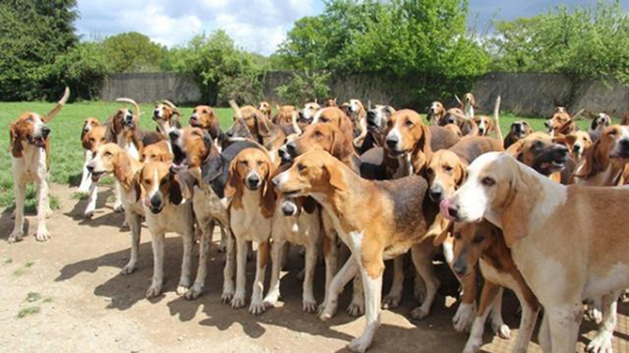 Auf Befehl: 9 Hunde stürzen sich von Klippe und sterben