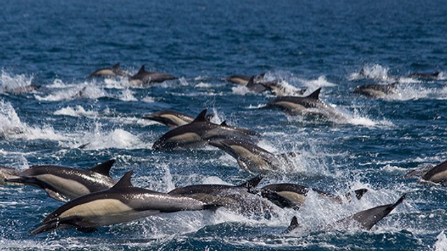 Atlantikküste: Hunderte Delfine tot aufgefunden