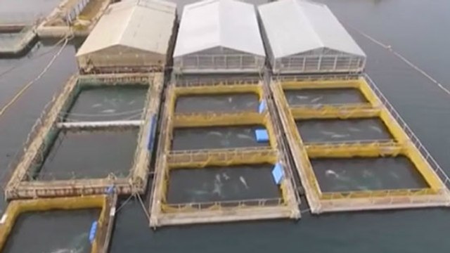 Meeressäuger in Russland illegal gefangen. Doch die Behörden sind machtlos