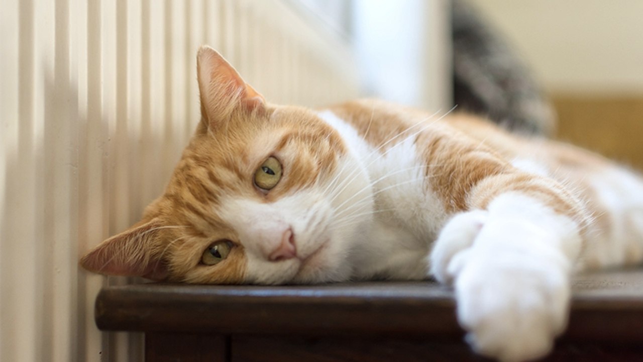 Dieser Kater verliebt sich auf ganz seltsame Weise