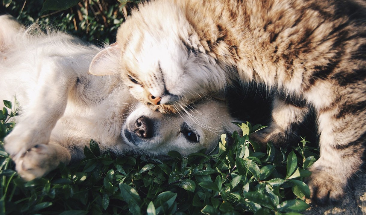 Dieses Gesetz erkennt als erstes Tiere als 'empfindungsfähige Lebewesen' an