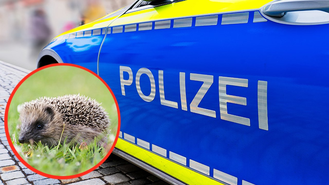 Düsseldorf: Igel löst Polizeieinsatz aus!