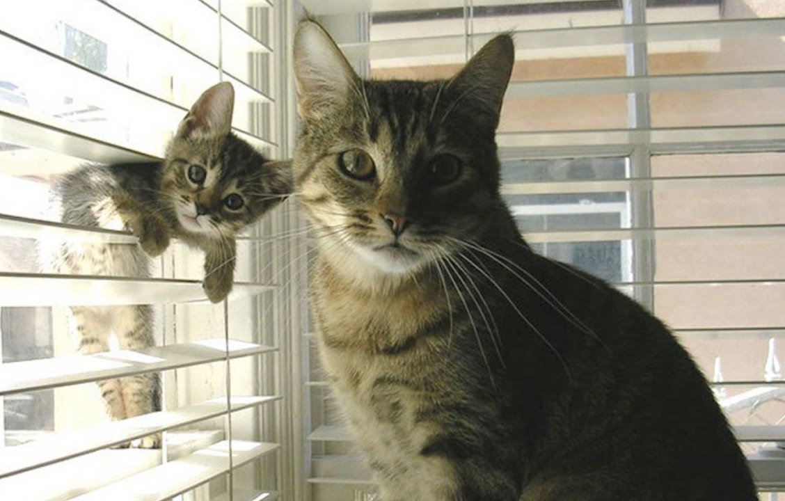 Verblüffend wie sehr diese niedlichen Kätzchen ihren Katzenmamas gleichen