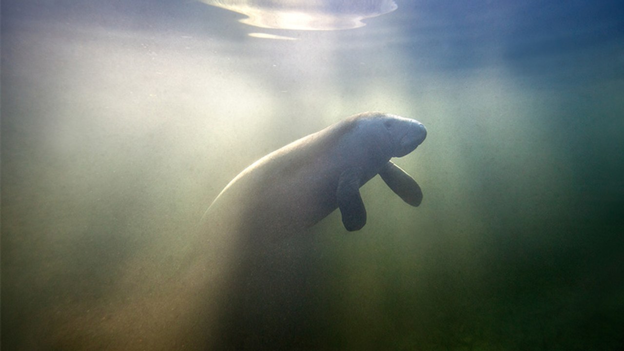 Berühmtes Seekuh-Baby ist tot, dabei wäre ihr Tod vermeidbar gewesen