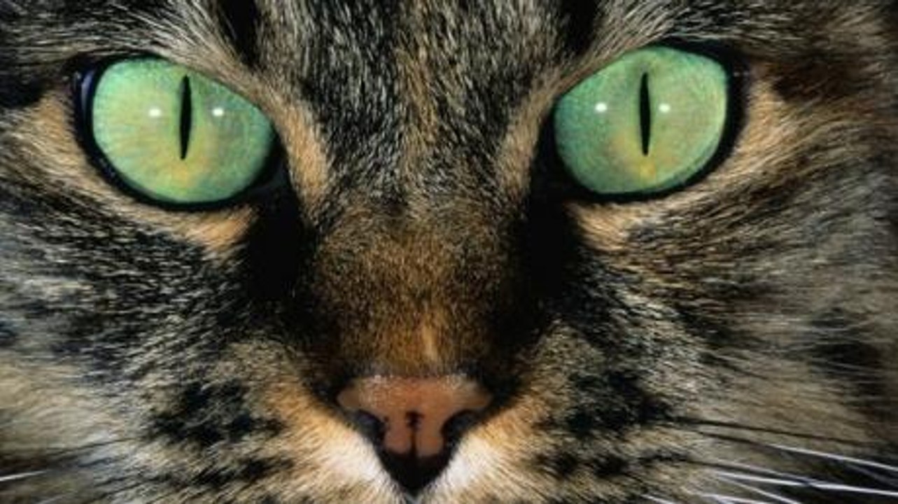 Warum haben Katzen senkrechte Pupillen?
