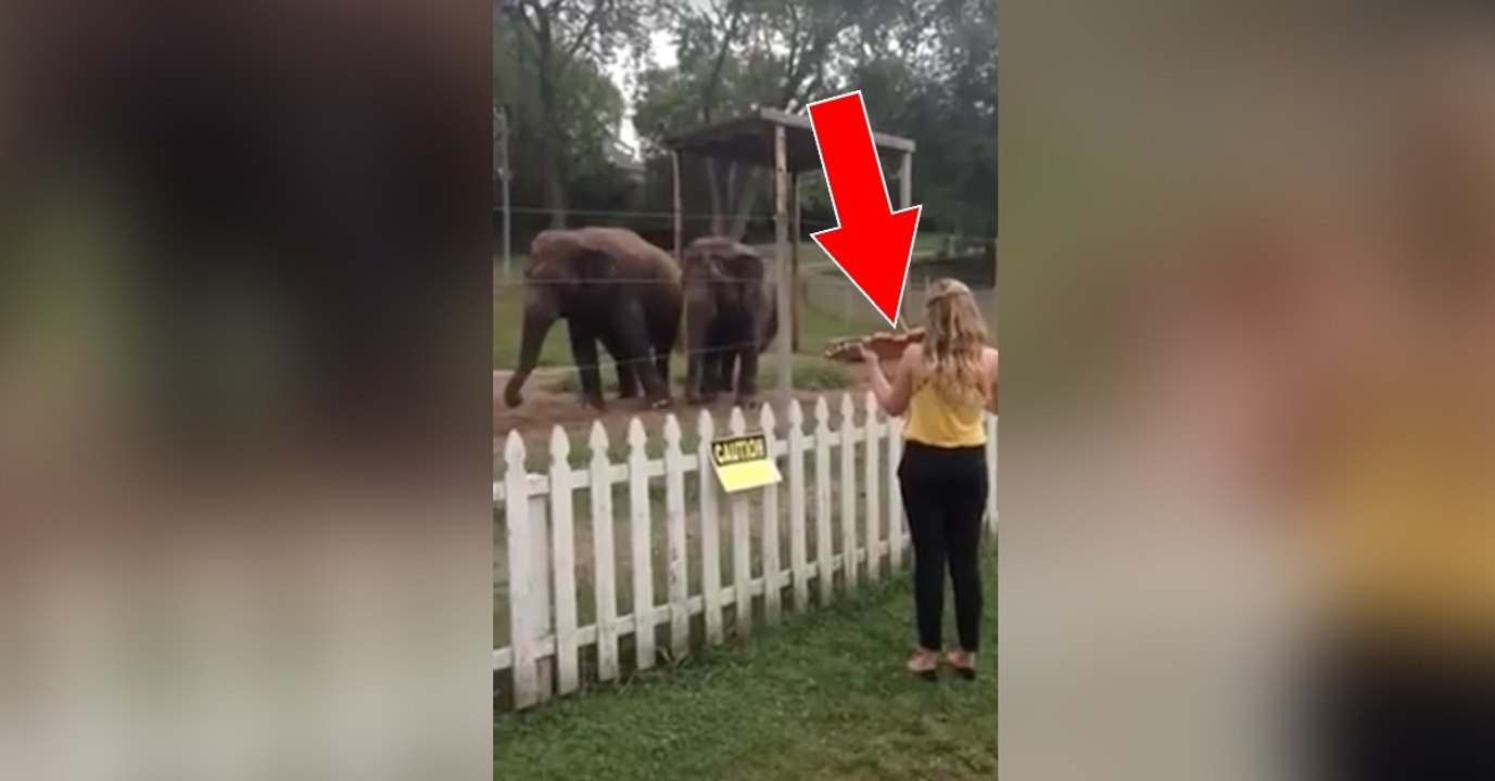 Sie spielt den Elefanten auf ihrer Geige etwas vor. Doch achtet auf die Reaktion der Dickhäuter!