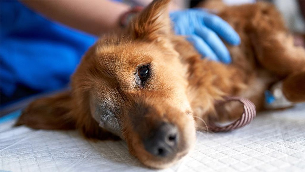 PACT-Gesetz: Tierquälerei in USA jetzt ein nationales Verbrechen