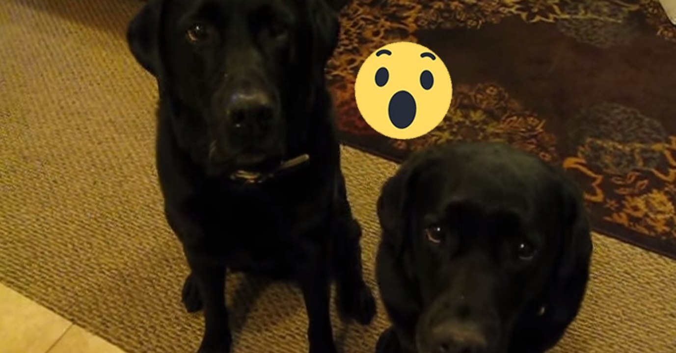 Hund verpetzt seine Schwester