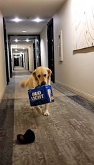 Good Dog Carries Case of Bud Light