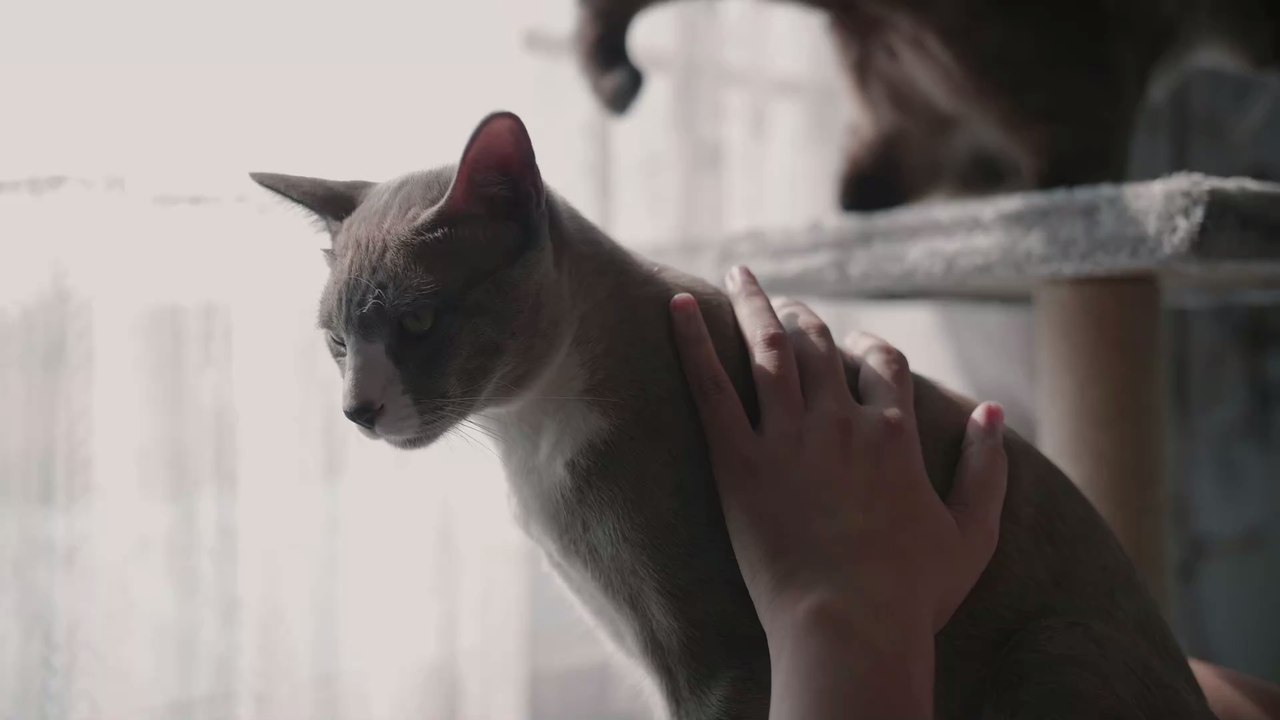 Katzen: Darum machen sie es sich auf unserer Computertastatur bequem