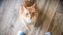 Tierpsychologie: Kopiert eine Katze die Persönlichkeit ihres Besitzers?