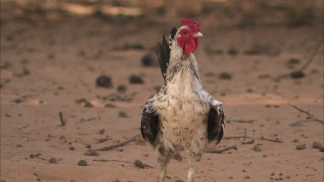 Jedes zweite Discounter-Hähnchen macht uns gegen Antibiotika resistent
