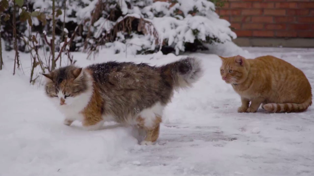 Katzen im Winter: Wann deine Samtpfote lieber drinnen bleiben sollte