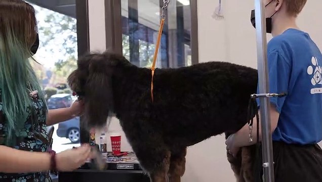 Pet Grooming in El Dorado Hills, CA | Insight Veterinary Wellness Center