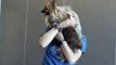 Puppy & Kitten Care in El Dorado Hills, CA | Insight Veterinary Wellness Center